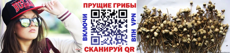 Галлюциногенные грибы MAGIC MUSHROOMS  Северская 